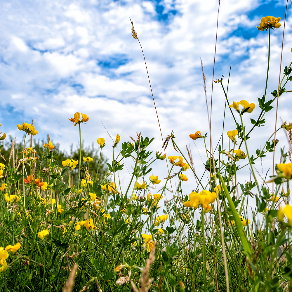 Up through wild flowers